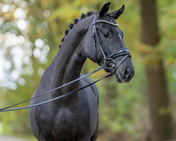 dressage horse Sir Bernhard 6 (Westphalian, 2021, from Sir Heinrich OLD)