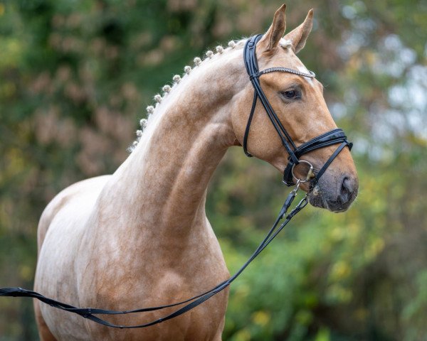 dressage horse Vorpommern (Rhinelander, 2021, from Vidar)