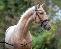 dressage horse Vorpommern (Rhinelander, 2021, from Vidar)