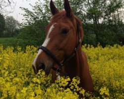 dressage horse Duett 82 (Westphalian, 2007, from Dream On)