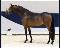 broodmare D- kleine Prinzessin (German Riding Pony, 2019, from D-Power AT)