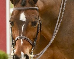 Deckhengst Shareef (Deutsches Sportpferd, 2003, von Sandro Hit)