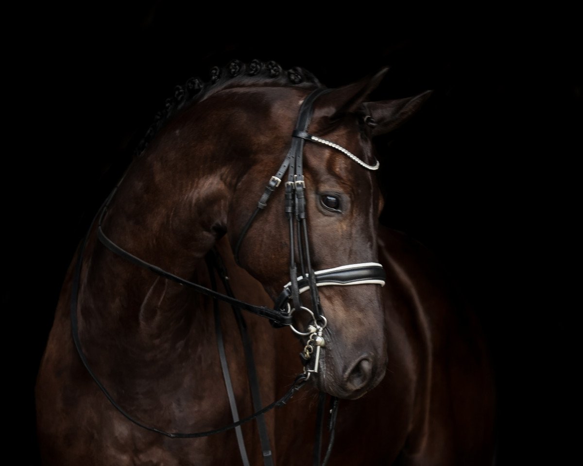 dressage horse Milano 279 (Rhinelander, 2016, from Marqués)