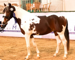 dressage horse On the Rocks (Lewitzer, 2021, from Rudolphitals Omega)