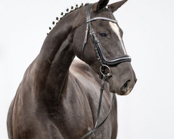 broodmare Donna Diva (Hanoverian, 2014, from Don Index)