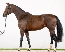 broodmare Finn Roses (Hanoverian, 2015, from Fuechtels Floriscount OLD)