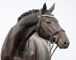 broodmare Donna Scura (Hanoverian, 2013, from De Niro)