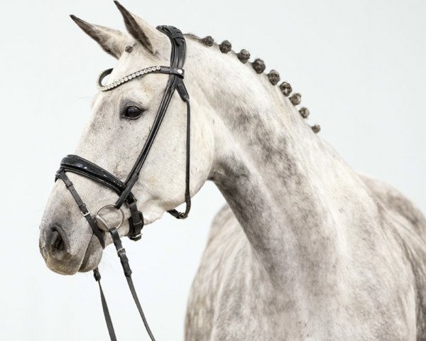 Zuchtstute Odense Vitseroel (Belgisches Warmblut, 2014, von Diamant de Semilly)