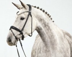 broodmare Odense Vitseroel (Belgian Warmblood, 2014, from Diamant de Semilly)