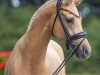 dressage horse Top Casanova NRW (German Riding Pony, 2020, from Top Champion)