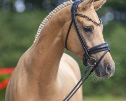 dressage horse Top Casanova NRW (German Riding Pony, 2020, from Top Champion)