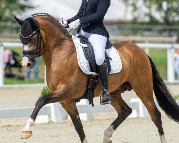 stallion Top Champion (German Riding Pony, 2015, from Cappucino Royale G)