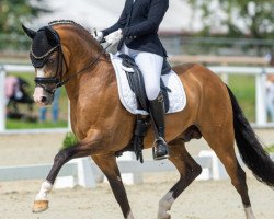 stallion Top Champion (German Riding Pony, 2015, from Cappucino Royale G)