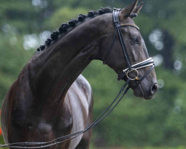 dressage horse Esbén (Oldenburg, 2019, from Escamillo)