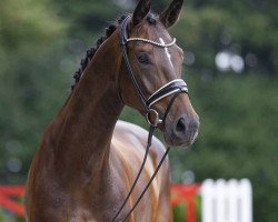 dressage horse Diadora 27 (Westfale, 2019, from Diamond Deluxe 3)