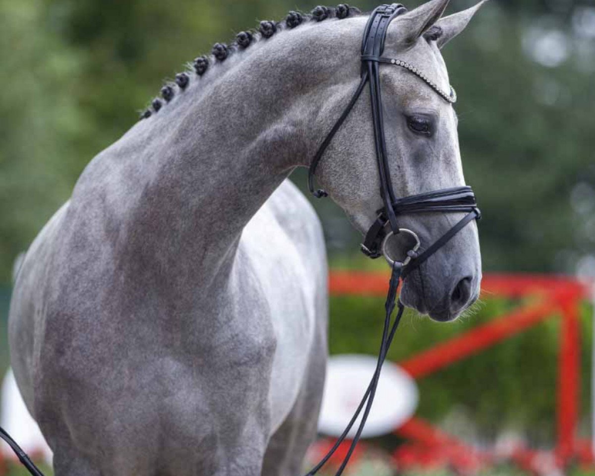 Springpferd Coletta 50 (Westfale, 2019, von K.i Checkter)