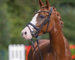 Dressurpferd Diamantenzauber (Deutsches Reitpony, 2017, von Diamond Touch NRW)