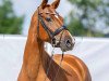 broodmare Vivien (Westphalian, 2016, from Vitalis)