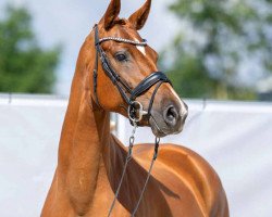 broodmare Vivien (Westphalian, 2016, from Vitalis)