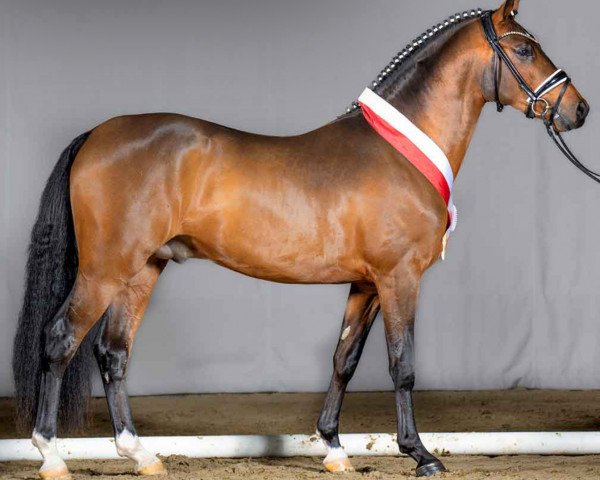 Deckhengst Choco Royal (Deutsches Reitpony, 2019, von DSP Cosmo Royale)