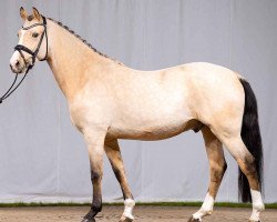 dressage horse Dark Champagne (German Riding Pony, 2018, from Steendieks Morgensterns Dalai)