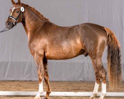 Deckhengst A special One (Deutsches Reitpony, 2019, von A new Star)