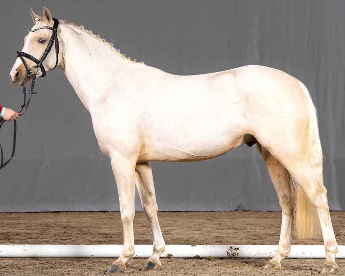 horse Google Earth (German Riding Pony, 2019, from Genscher)