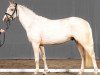 dressage horse Google Earth (German Riding Pony, 2019, from Genscher)