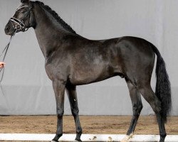 stallion Designer (German Riding Pony, 2019, from Designed in Black AT)