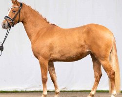 dressage horse Dein Glück K (German Riding Pony, 2019, from Dimension AT NRW)