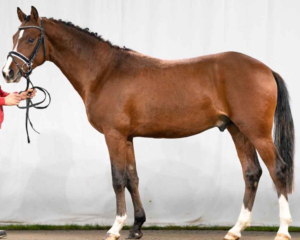 dressage horse Herzblut N (German Riding Pony, 2019, from Herzkönig NRW)