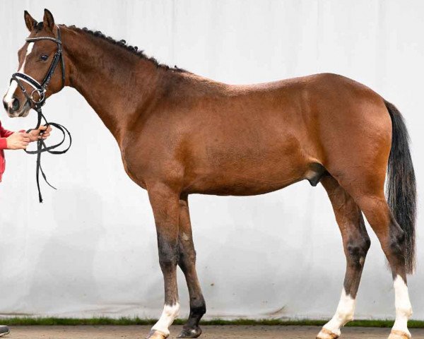 dressage horse Herzblut N (German Riding Pony, 2019, from Herzkoenig NRW)