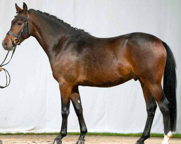 dressage horse Adaggio W (German Riding Pony, 2019, from A new Star)