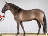 dressage horse Dante (German Riding Pony, 2019, from Danny Gold)