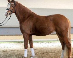 dressage horse Nanook Ap (German Riding Pony, 2017, from Fs Numero Uno)