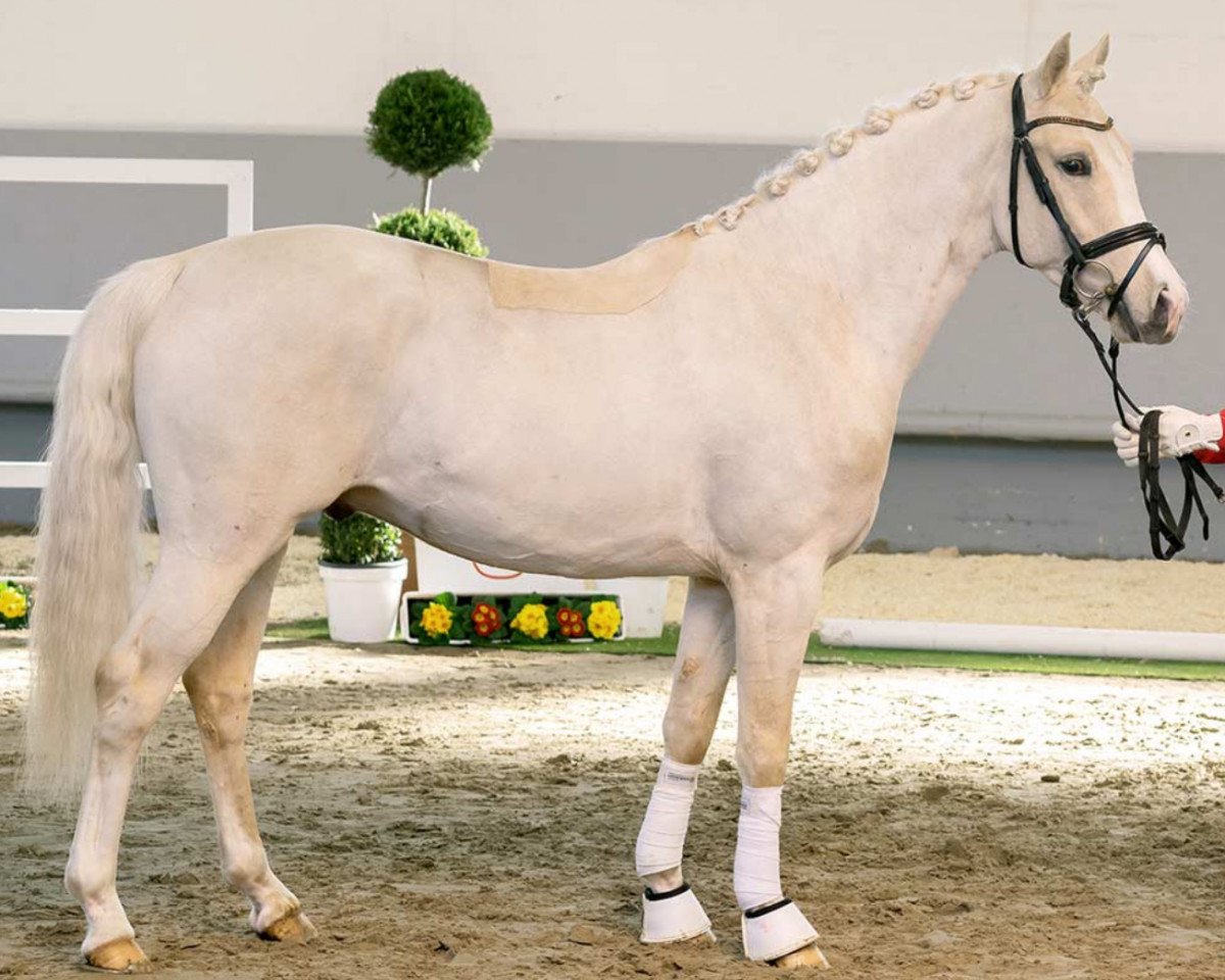 stallion Cassidy Ap (German Riding Pony, 2017, from Cosmopolitan NRW)