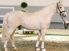 stallion Cassidy Ap (German Riding Pony, 2017, from Cosmopolitan NRW)