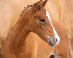 dressage horse Michael PL (German Riding Pony, 2023, from FS Mr. Right)