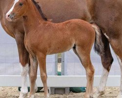 dressage horse Glückskind (German Riding Pony, 2023, from Glück Auf A)