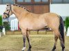 stallion Double Trouble 25 (German Riding Pony, 2019, from Dating At NRW)