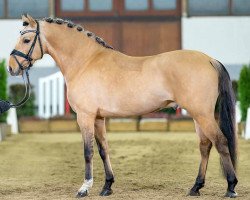 stallion Double Trouble 25 (German Riding Pony, 2019, from Dating AT NRW)