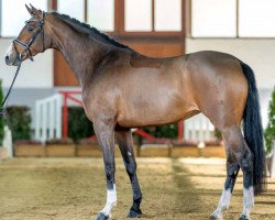 dressage horse Zeruia (Westphalian, 2018, from Zoom)