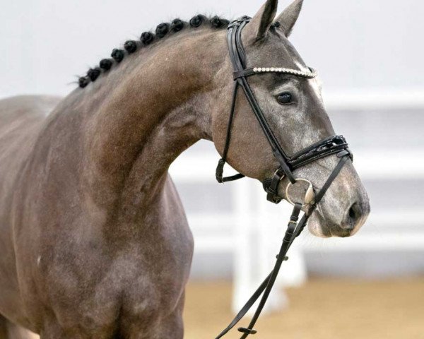 jumper Herzbube (Oldenburg show jumper, 2020, from Hickstead White)