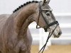 Springpferd Herzbube (Oldenburger Springpferd, 2020, von Hickstead White)