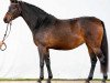 broodmare Cornet's Candice (Westphalian, 2017, from Cornet Obolensky)