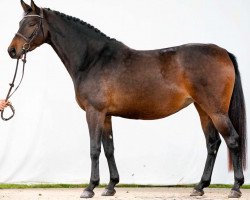 broodmare Cornet's Candice (Westphalian, 2017, from Cornet Obolensky)