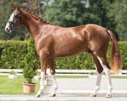 dressage horse Zanzaro (Hanoverian, 2019, from Zoom 8)