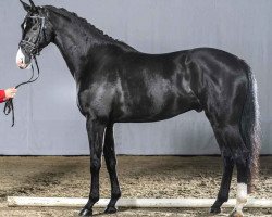 dressage horse Zion (Oldenburg, 2016, from Zhivago)