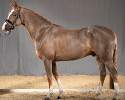 dressage horse Dragonheart (German Riding Pony, 2015, from Dance Star AT)