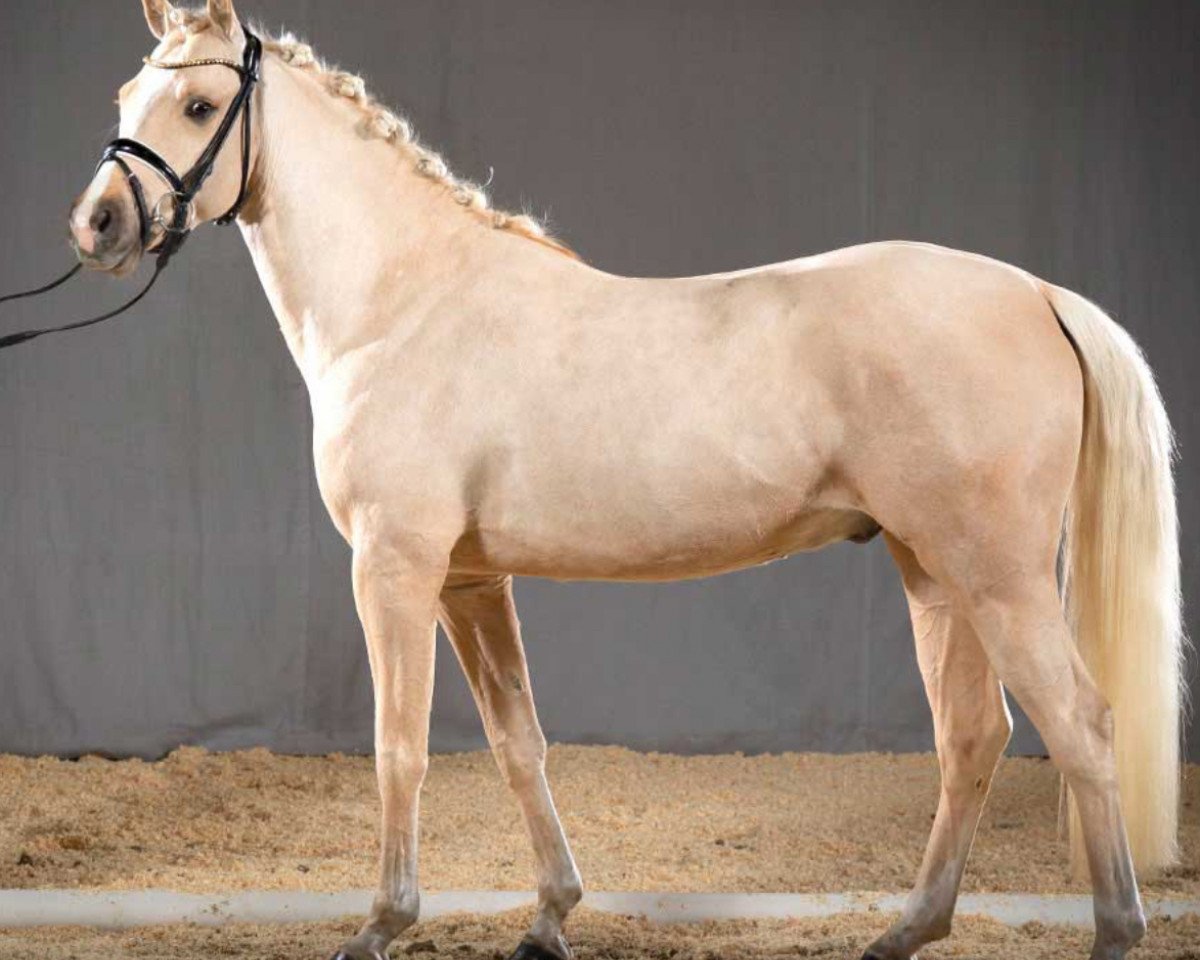 dressage horse Glückspilz (German Riding Pony, 2017, from Golden West NRW)